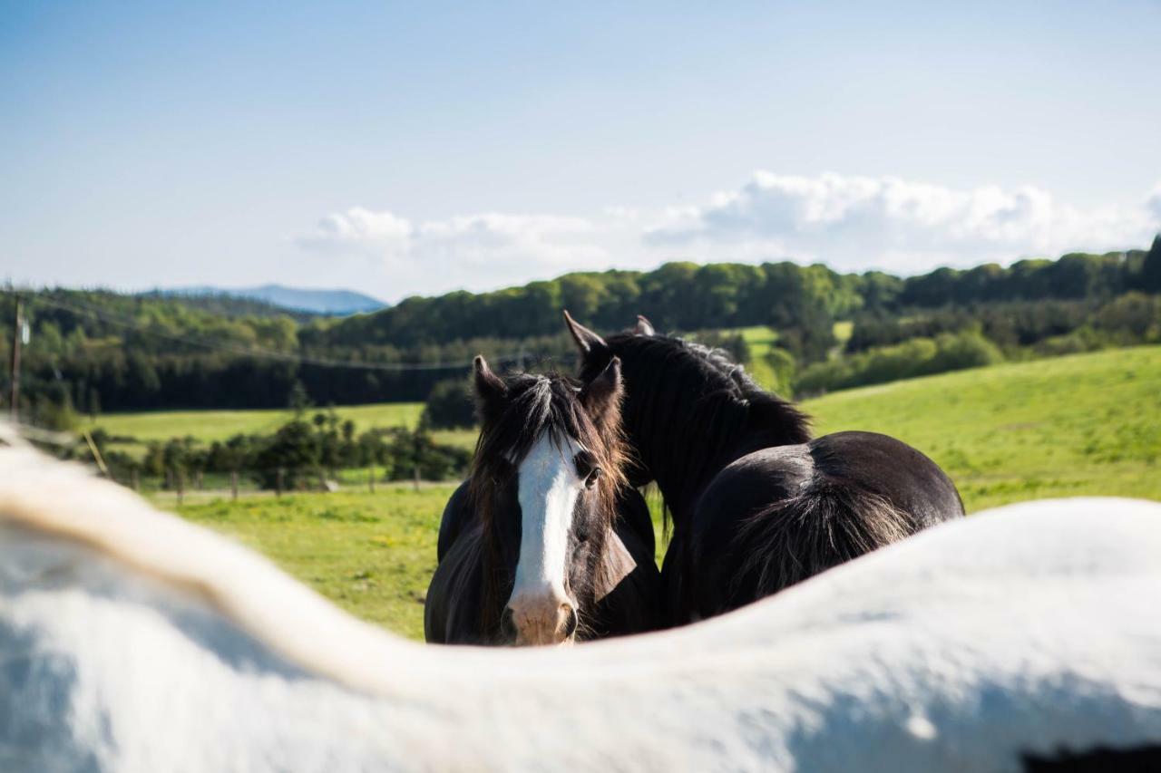 Clissmann Horse Caravans Glamping Ратдръм Екстериор снимка